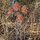 Aloe davyana